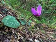 52 Sul sent. 561 ciclamini in fiore